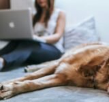 Golden Retriever lying on bed